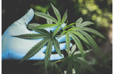 Cultivar Marihuana
